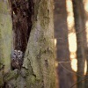 Pustik obecny - Strix aluco - Tawny Owl 5166